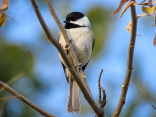 Black-capped Chickadee
