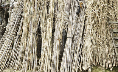 Bamboo Stems Harvested
