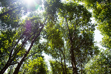 mangrove forest embroidered in the sea