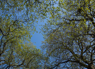 Trees against blue sky