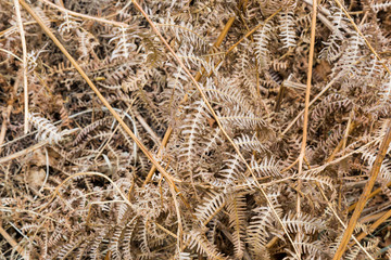 Dried Fern Leaves