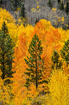 Autumn in the Mountains of Colorado © Shelley