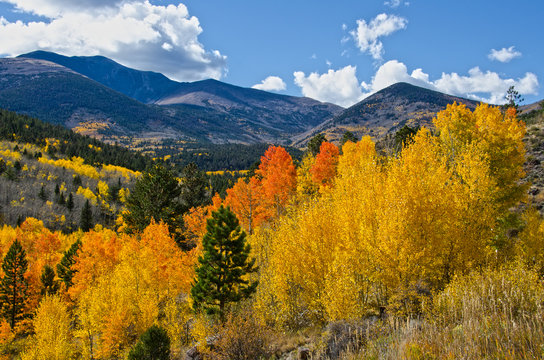 Autumn in the Mountains of Colorado © Shelley