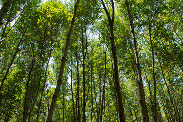mangrove forest embroidered in the sea