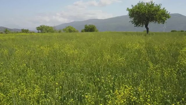 fiori rossi eolico