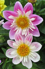 Fototapeta premium Flowers