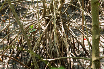 mangrove forest in  Thailand