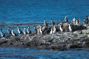 Colony of king cormorants Beagle Channel, Patagonia