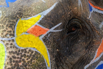 Painted elephant, Jaipur, India