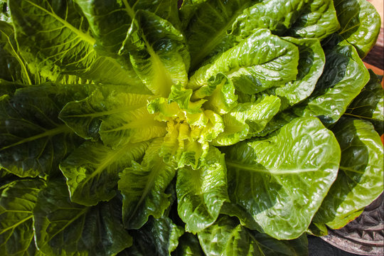 Green romaine lettuce – source of vitamins