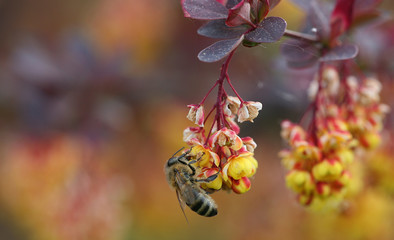 bee on japanese barberry