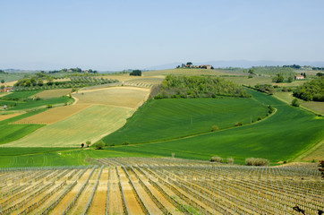 Farm with Vineyards and Fields in Tuscany, Italy