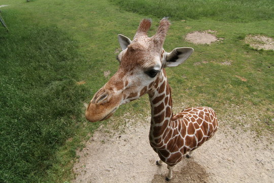 giraffe at the zoo