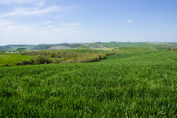 Sea of Rolling Grass in the Val d'Orcia