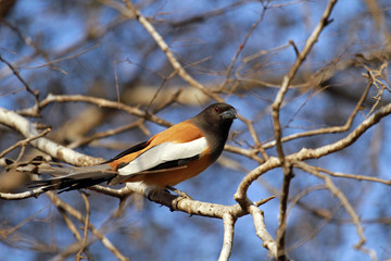 Rufous treepie, Ranthambore National Park, India