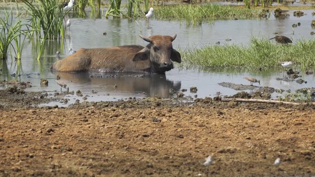 Solitary Water Bufalo, Wallowing in a Lake in Sri Lanka