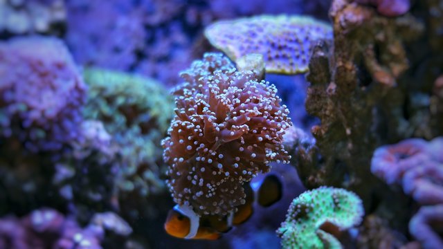 Euphyllia LPS coral