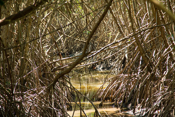 mangrove forest in  Thailand