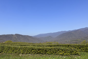 Fototapeta na wymiar Green Tea Plantation