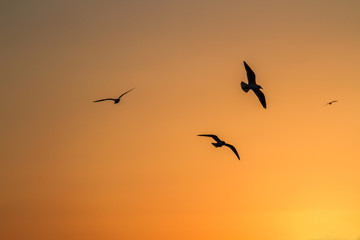 Fototapeta na wymiar Birds on sunset