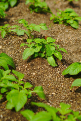 Plantación de patatas ecológicas