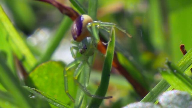 Spider - spin