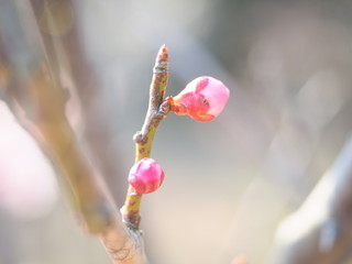 梅のつぼみ