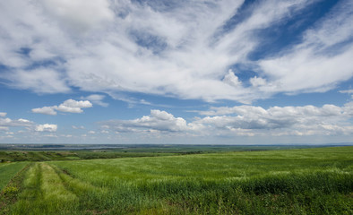 Fototapeta na wymiar green wheat field and white clouds