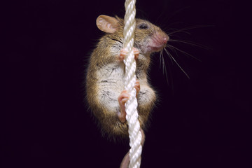Cute little mouse on a white rope on a black background