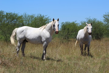 White Stallion and White Mare