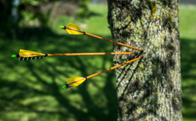 Three arrows stuck in a tree with yellow feathers 