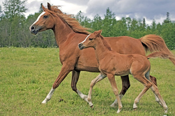 Beautiful chestnut Arabian Mare with few week old Foal running together in meadow.