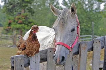 Farm- Buddies:  Grey Arabian Mare and Chicken together by wooden fence.