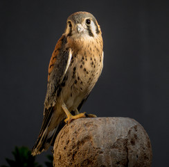 American Kestrel Perched on Cortyard Fountain, Cave Creek, AZ