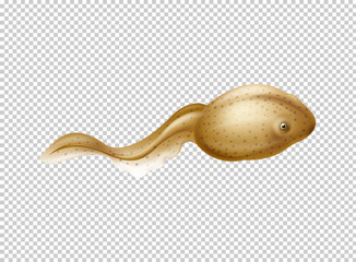 Brown tadpole on transparent background