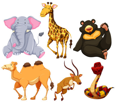 Six different types of wild animals