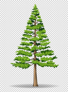 Pine Tree On Transparent Background