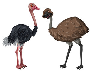 Emu and ostrich on white background