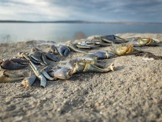 crayfish claws  