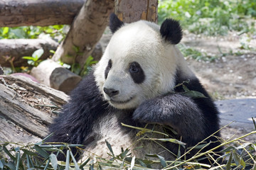 Obraz premium Cute panda eating bamboo