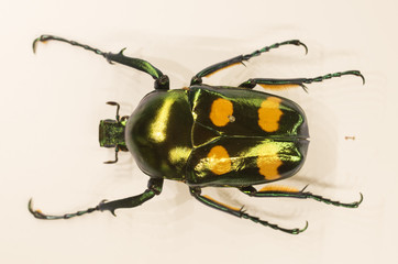 Insectarium