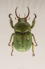 Insectarium