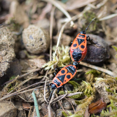 Pyrrhocoris apterus