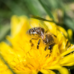 Bees !