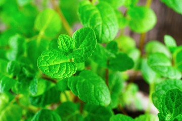 Aromatic raw green fresh mint  plant leaves background. Selective focus, close up, copy space image.