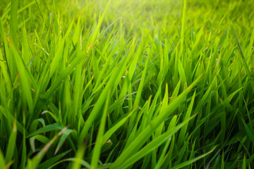 Fototapeta na wymiar Green nature grass sun light soft focus background