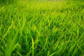 Green nature grass sun light soft focus background
