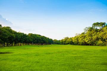 Landscape green meadow tree at nature public park