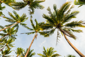 Naklejka premium Coconut tree background sky cloud in island