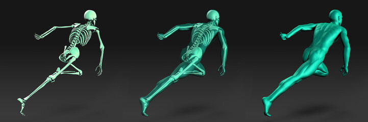 Medical Illustration of Human Body and Bones